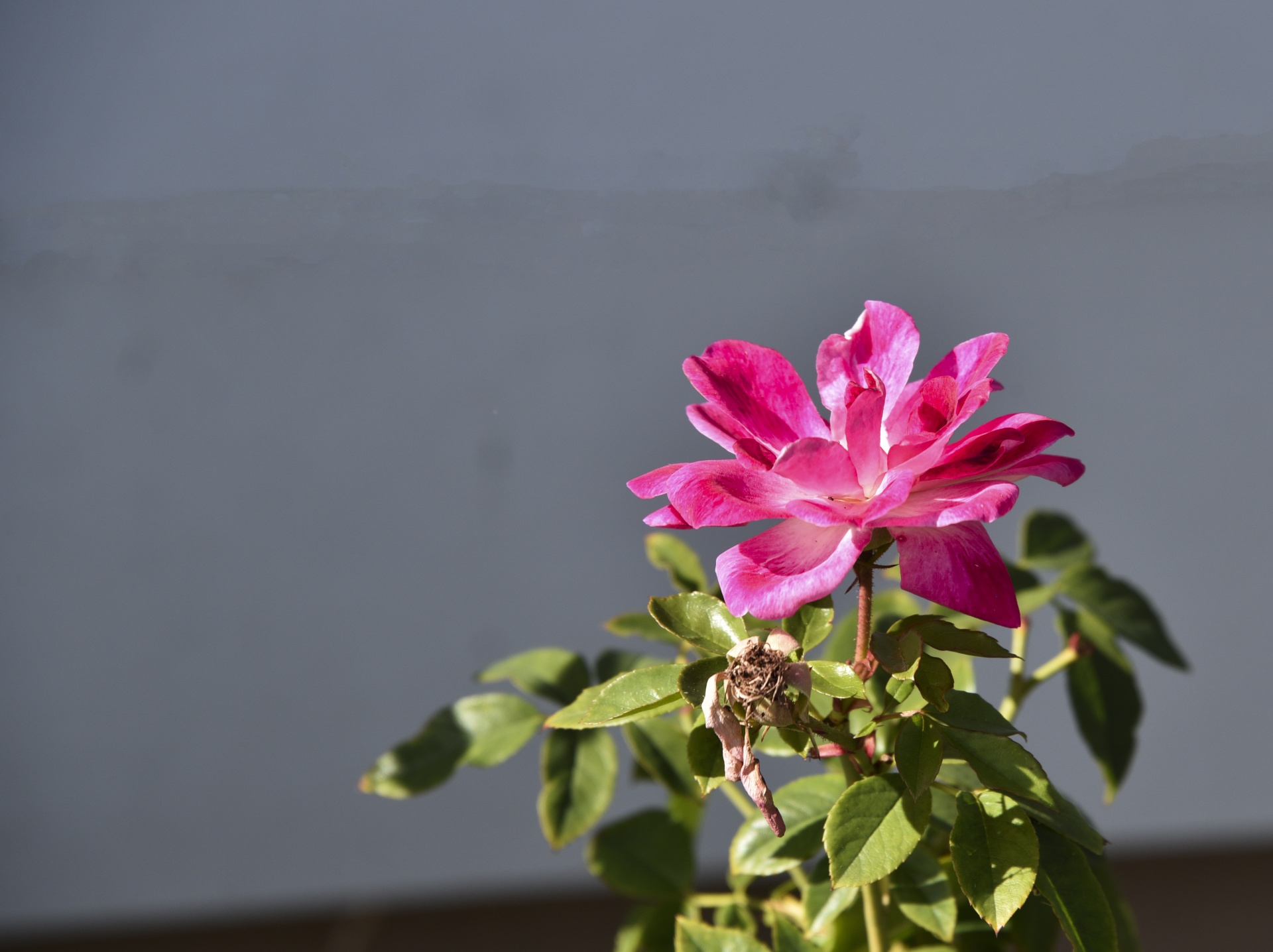 rose flower pink free photo