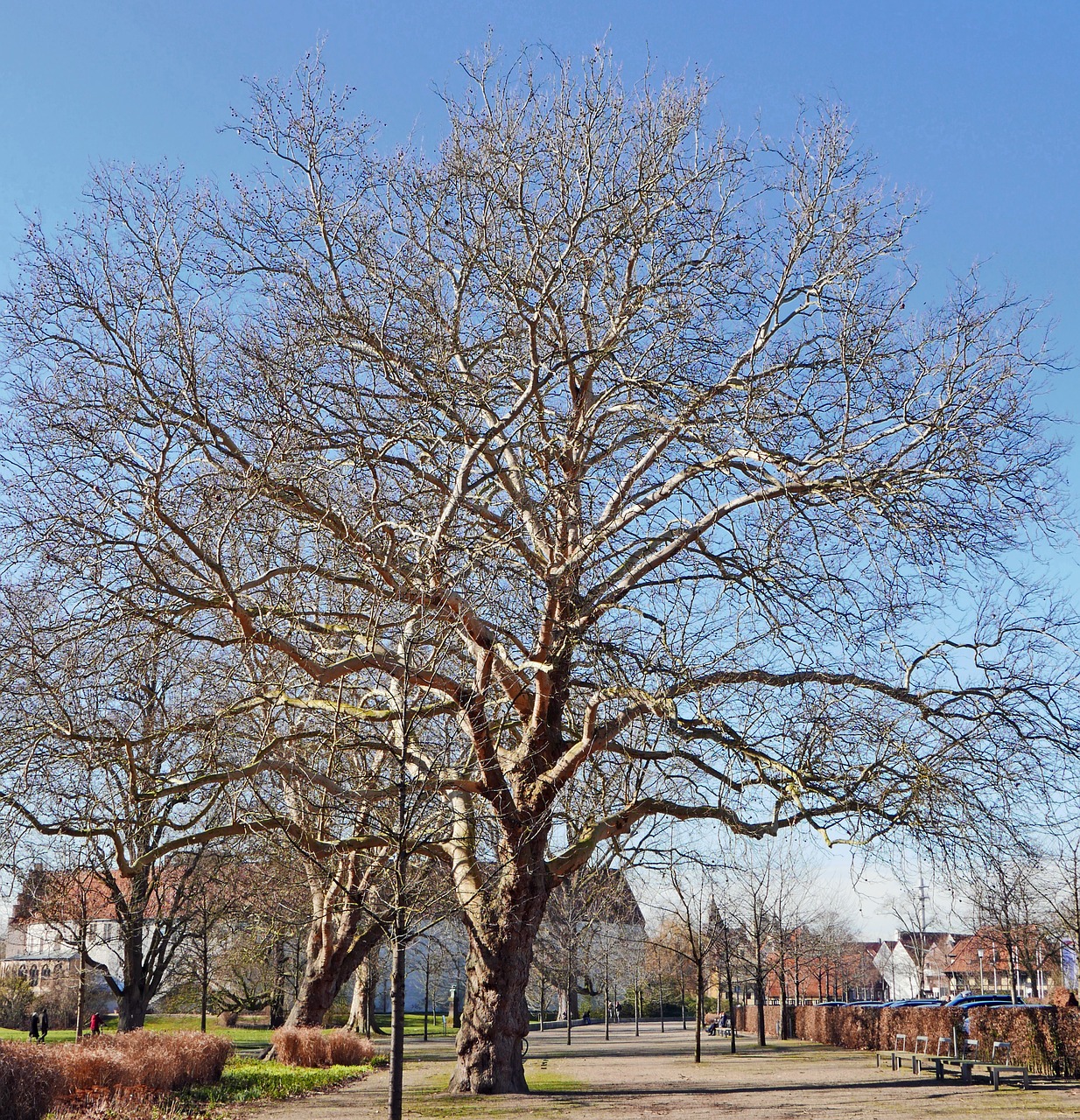 old plane tree  february  castle park free photo