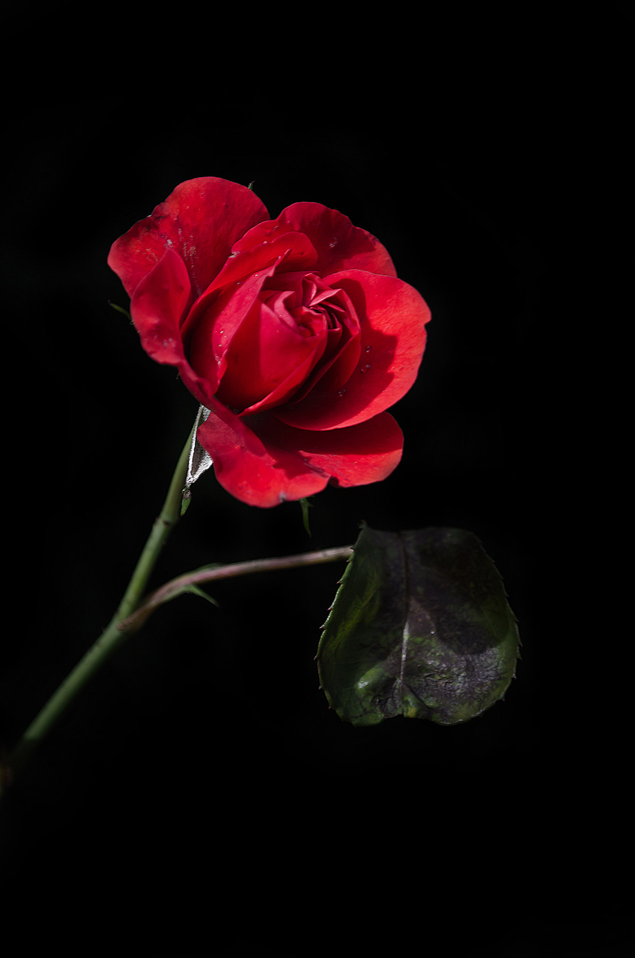 old red rose free photo