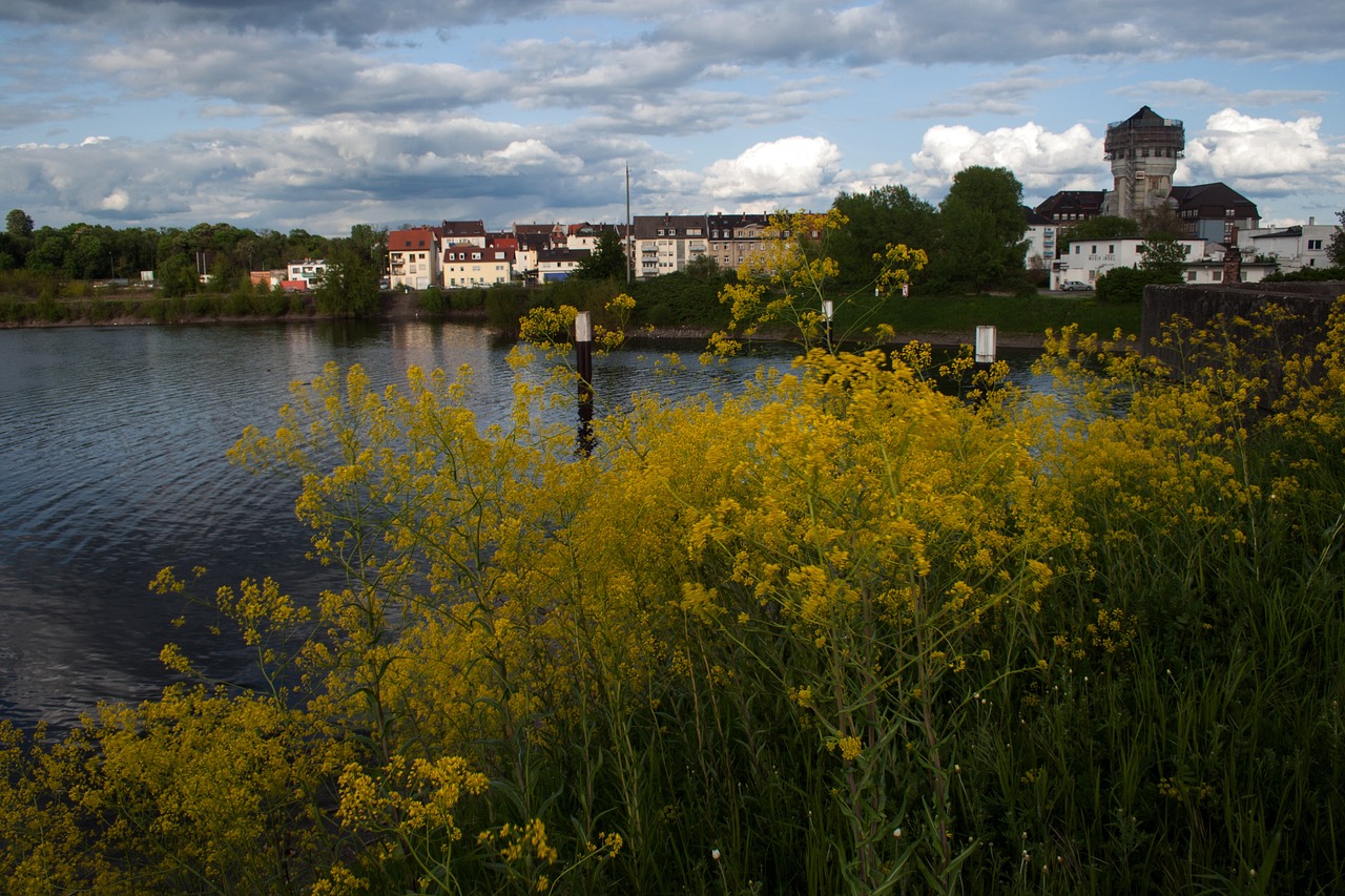 old rhine rhine mannheim free photo