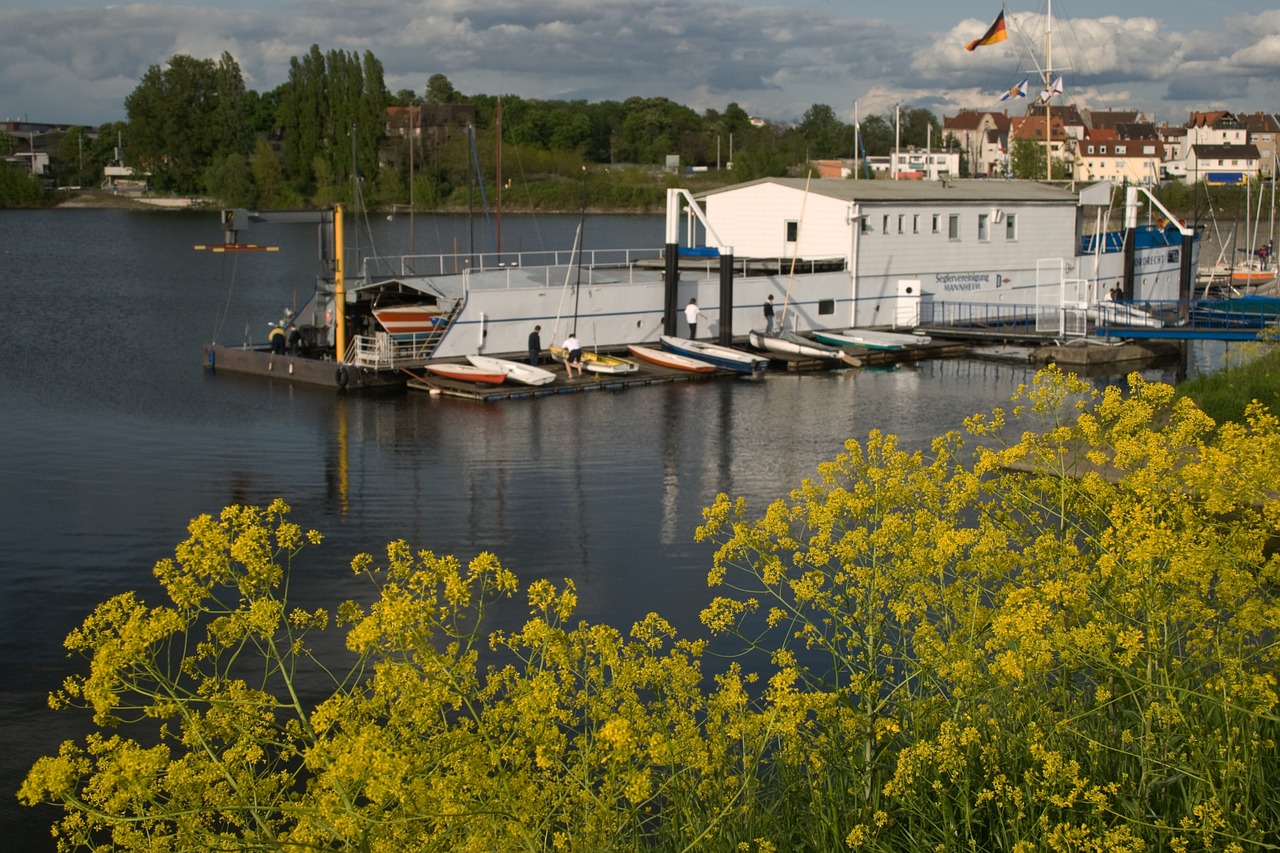 old rhine rhine mannheim free photo