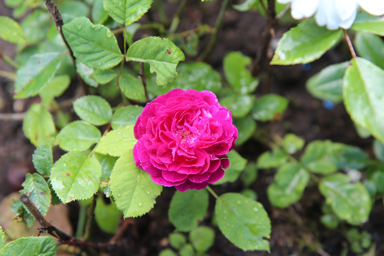 old rose  red rose  rosebush free photo