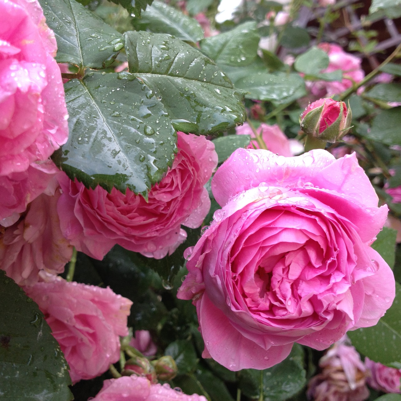 old roses flowers nature free photo