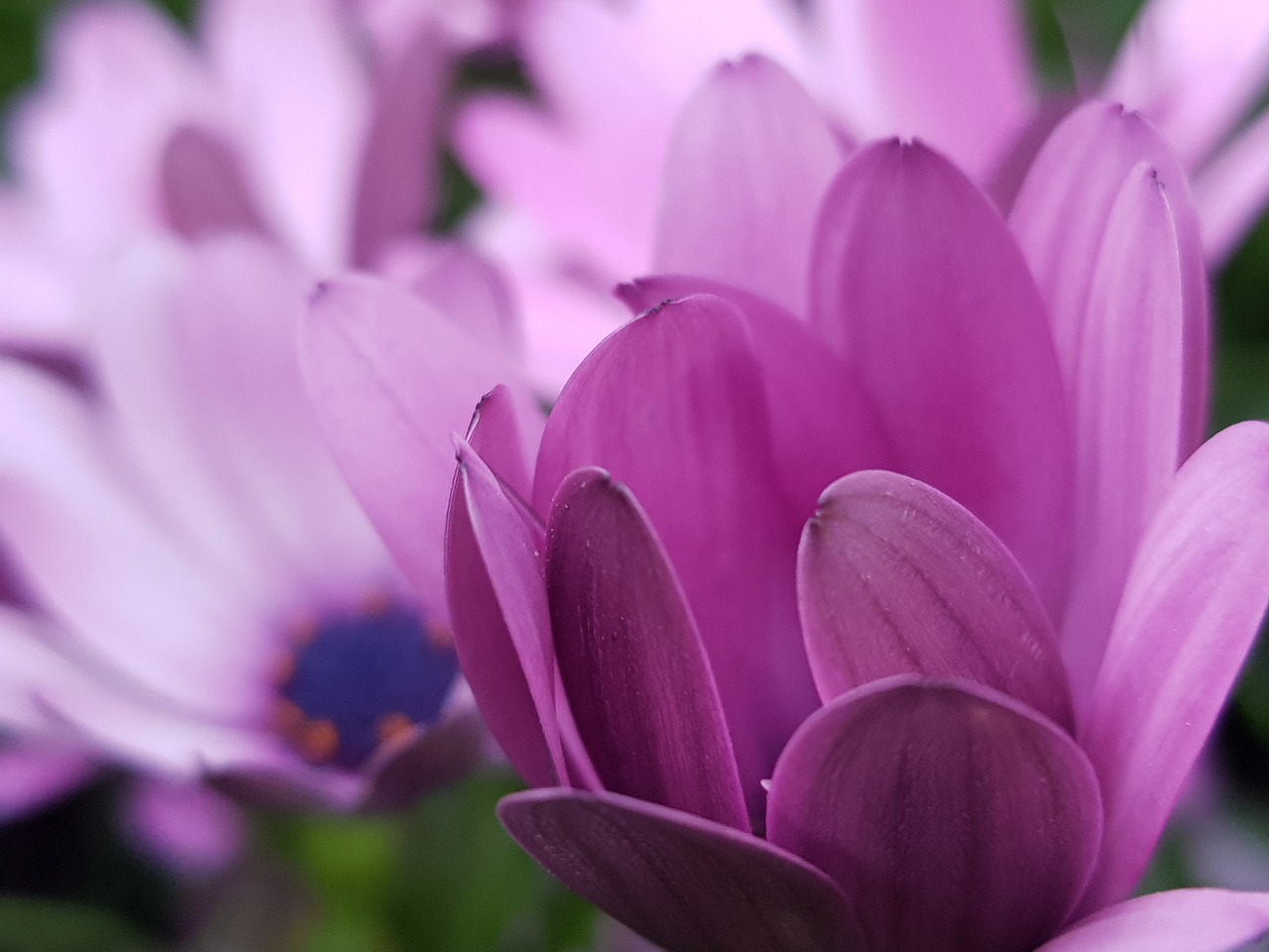 old state house pearl cleaner  purple flowers  petal free photo