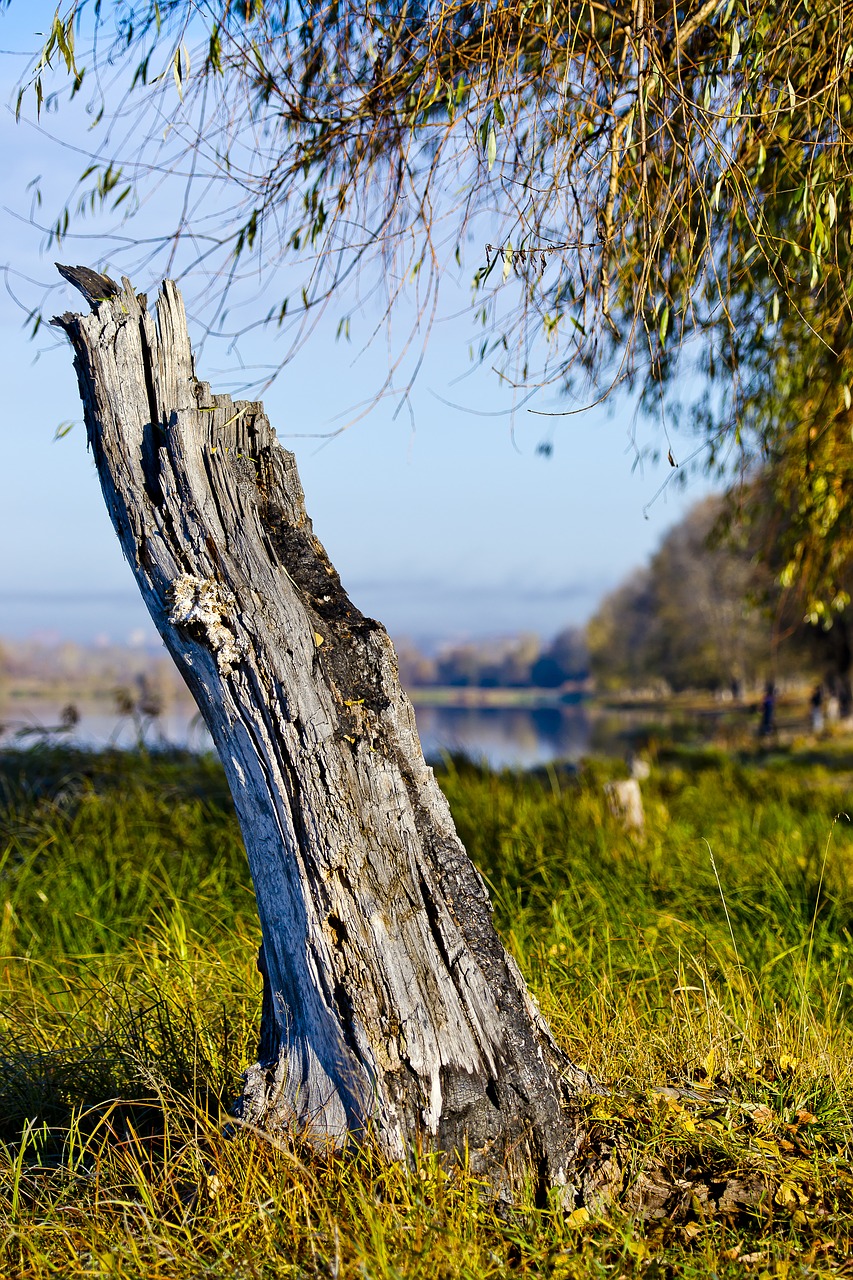 old stump village autumn free photo