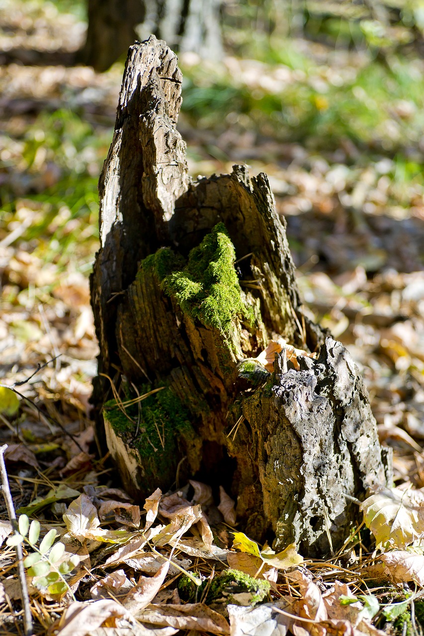 old stump village autumn free photo