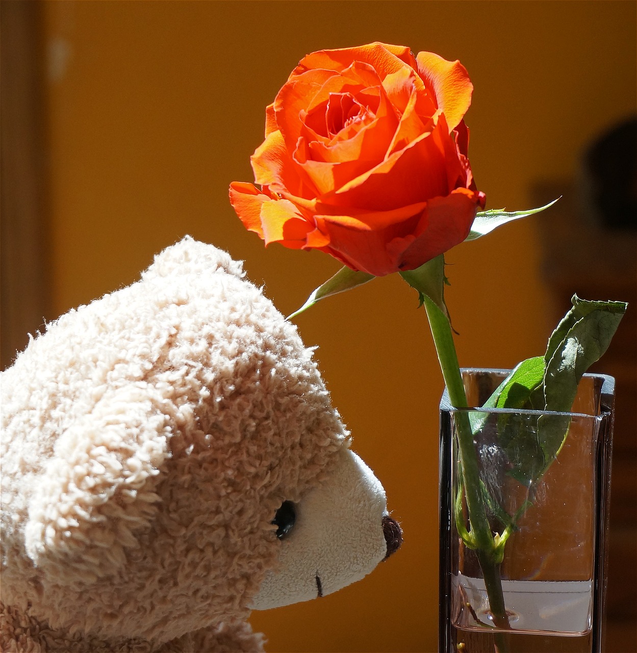 old teddy bear with rose teddy bear toy free photo