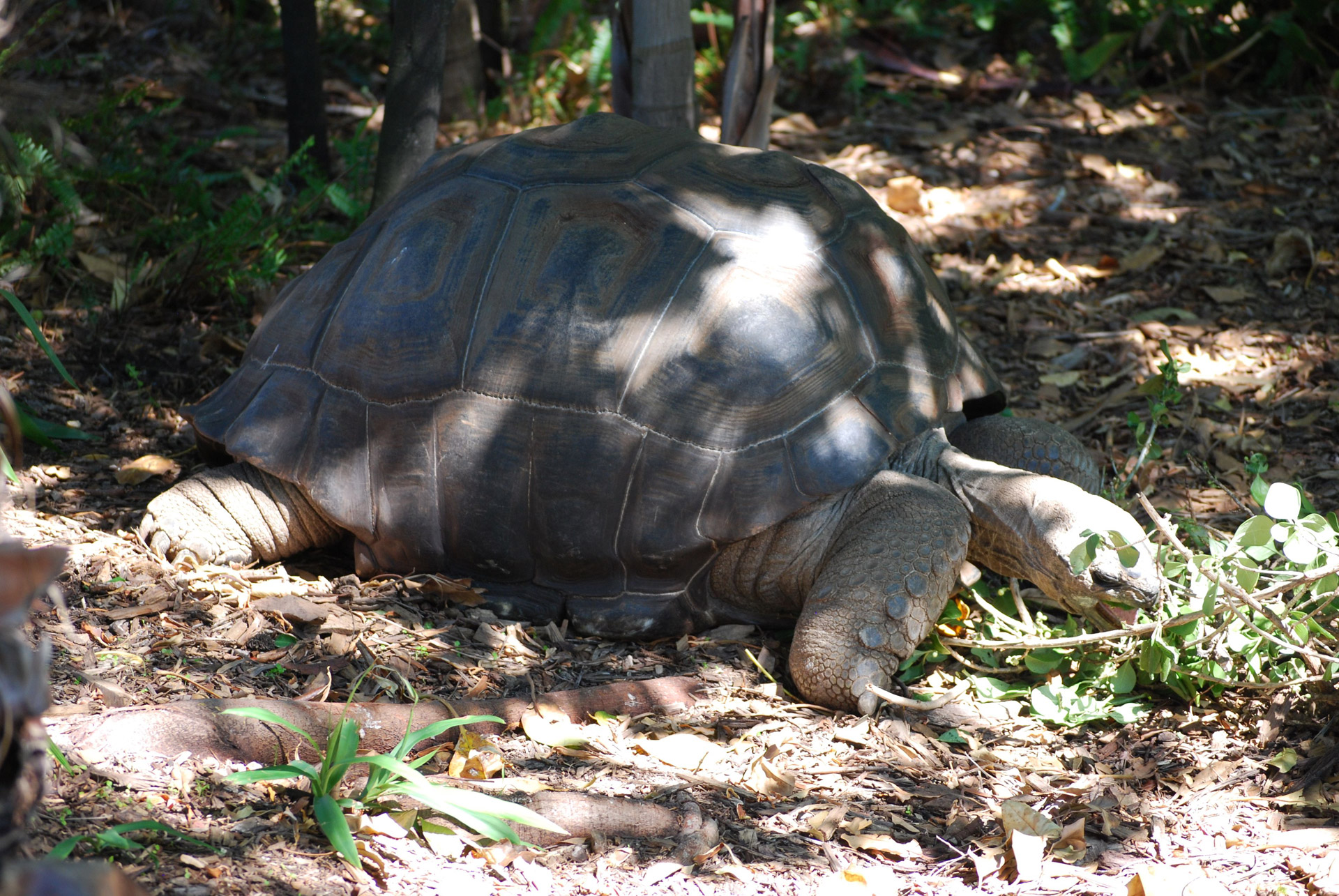 tortoise nature wildlife free photo