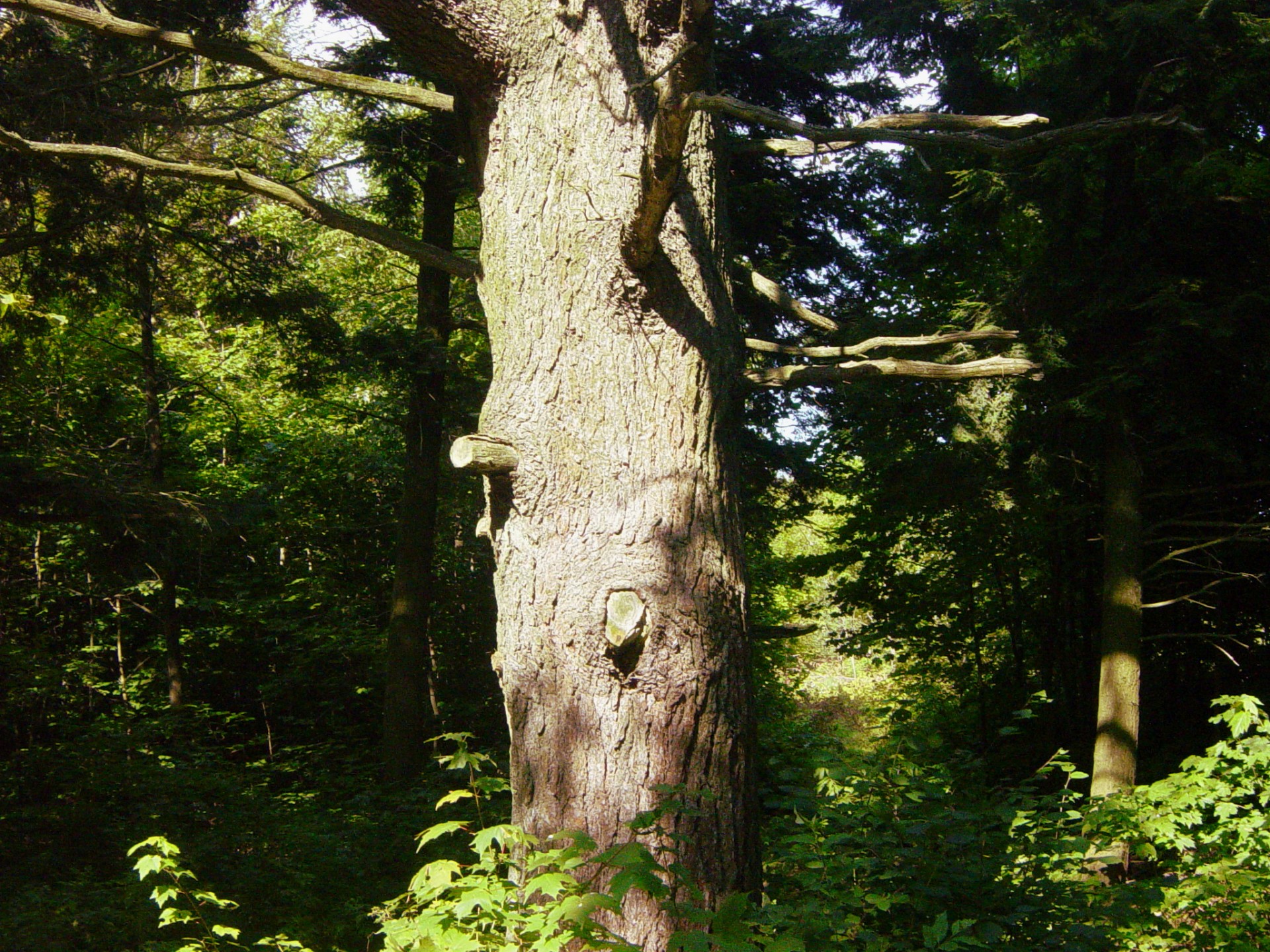 nature tree pine free photo