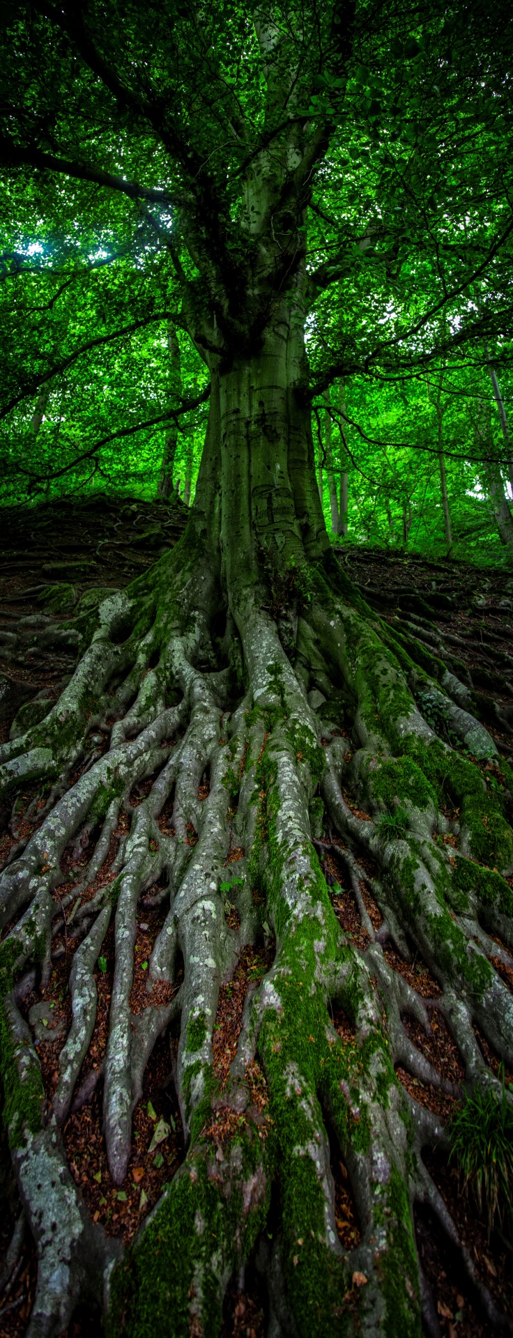 tree trees dark free photo