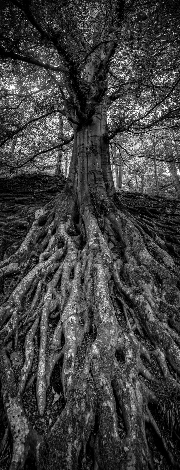 tree trees dark free photo