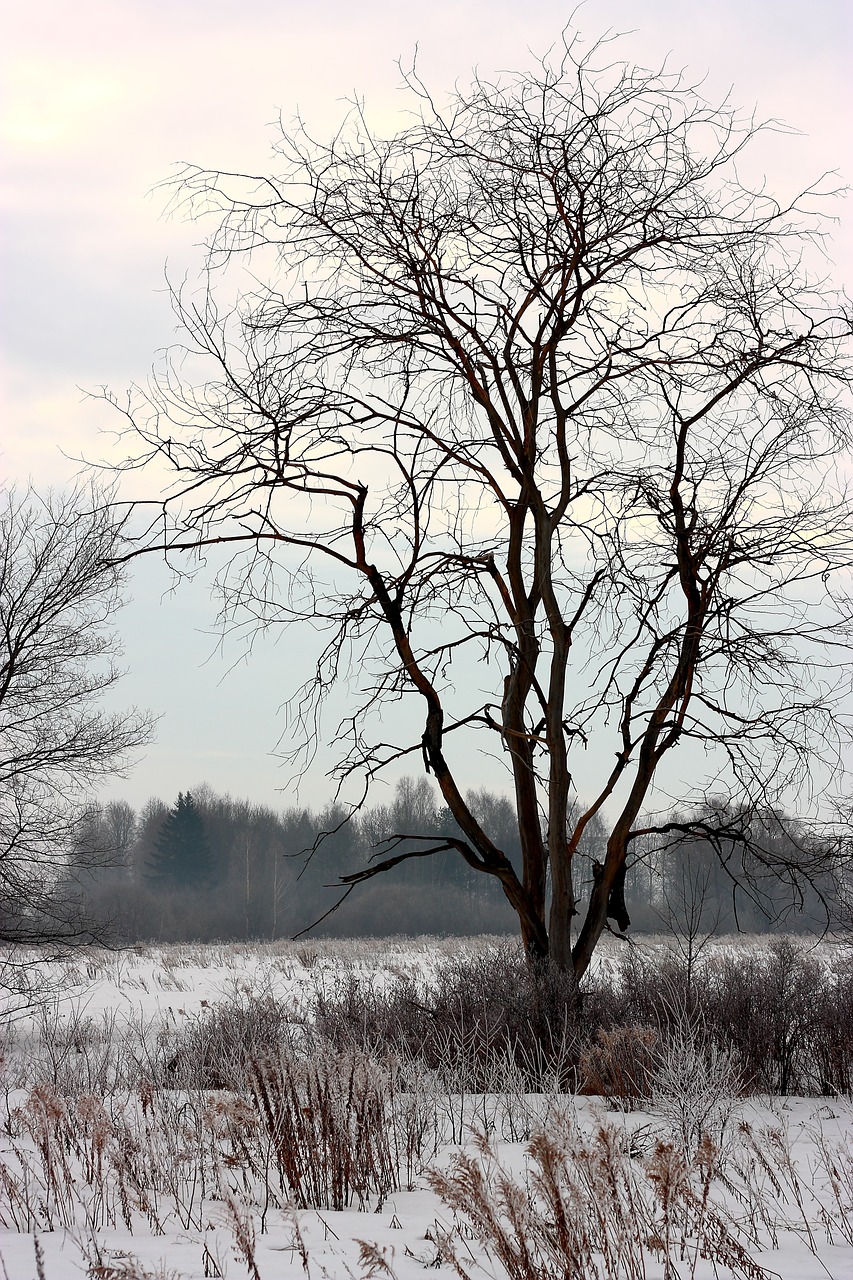 old tree winter the lone free photo
