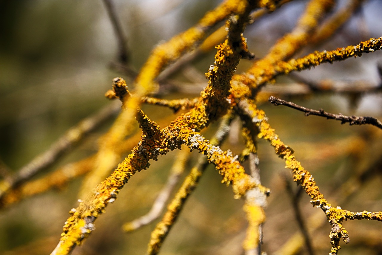 old tree yellow tree free photo