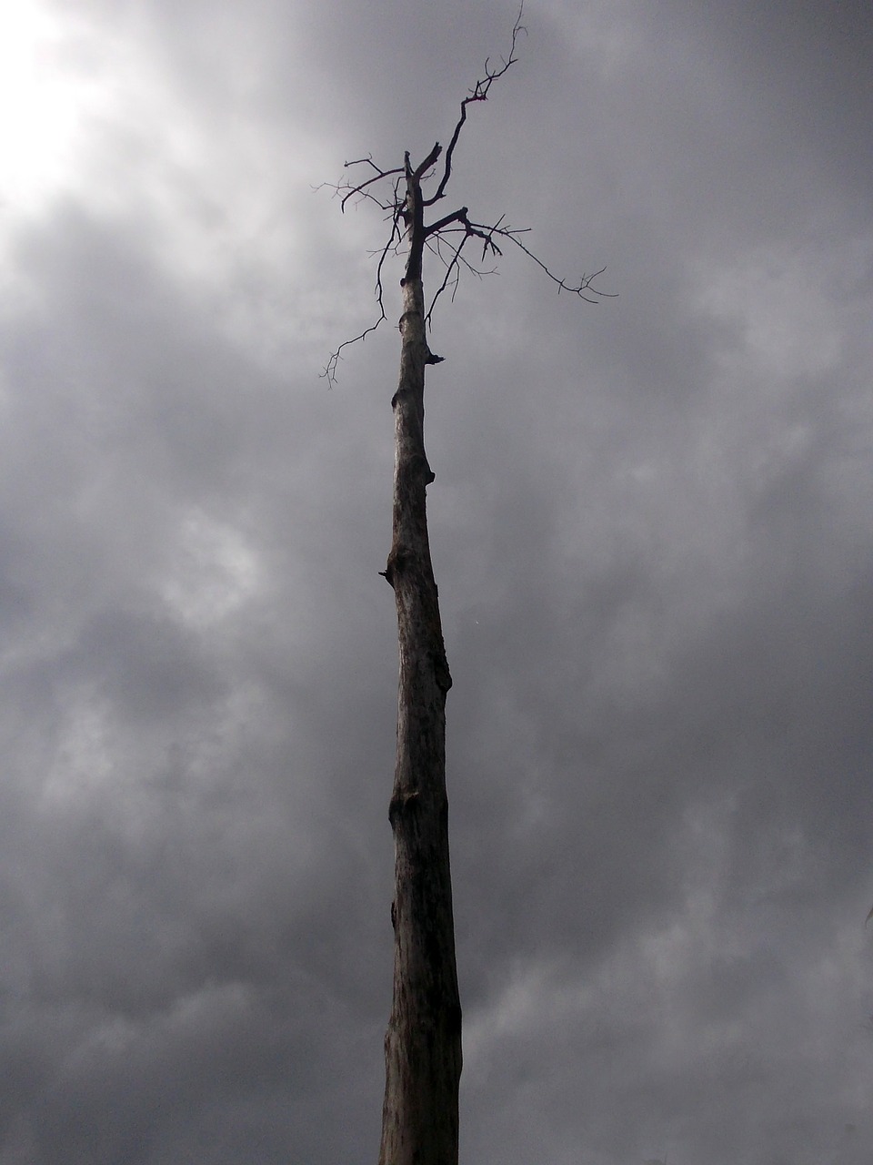 old tree tree organic free photo