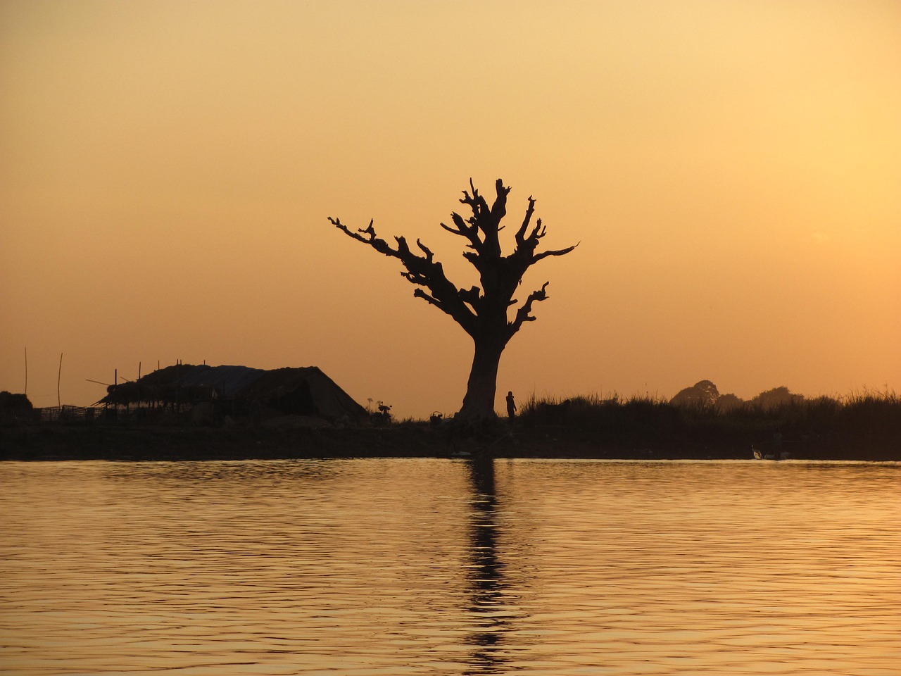 old tree water sunset free photo