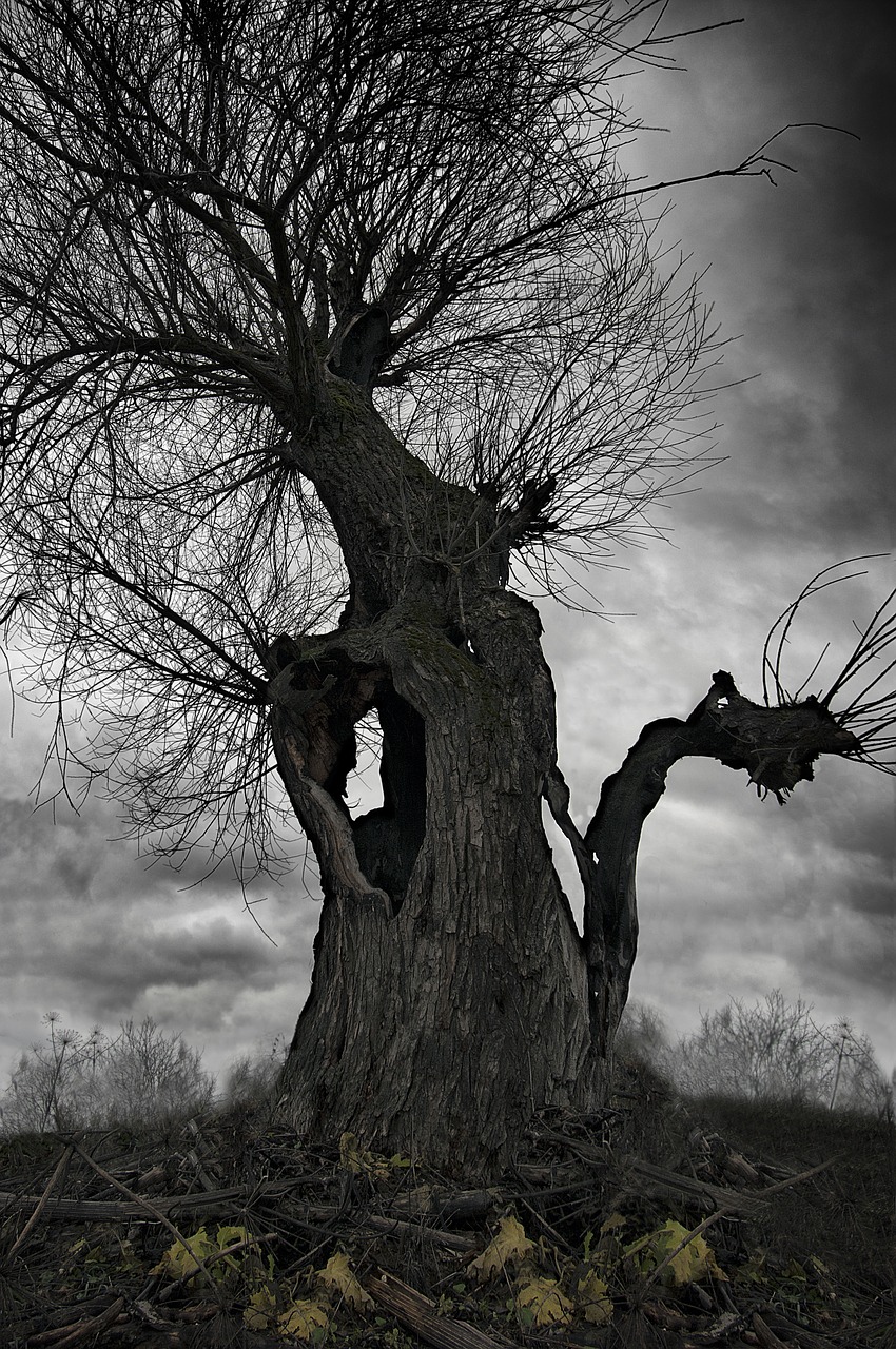 old tree nature anxiety free photo