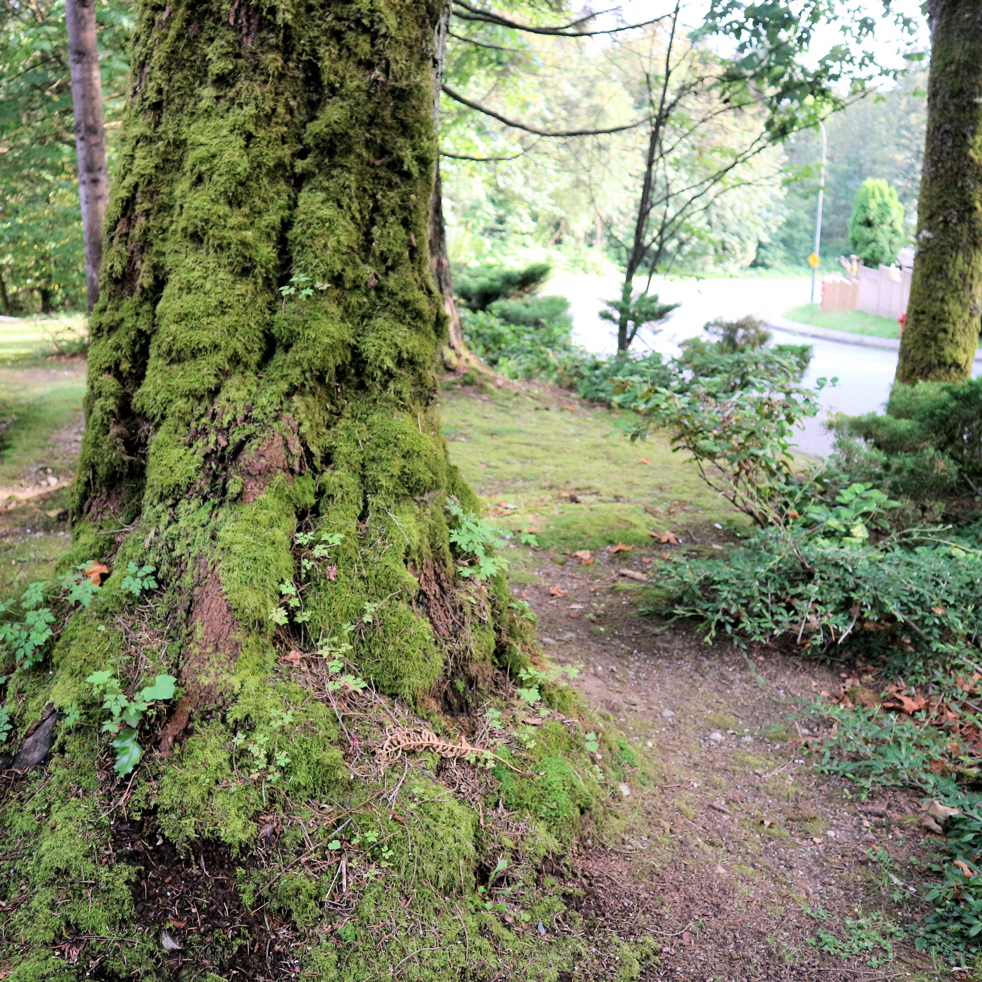 old tree covered free photo