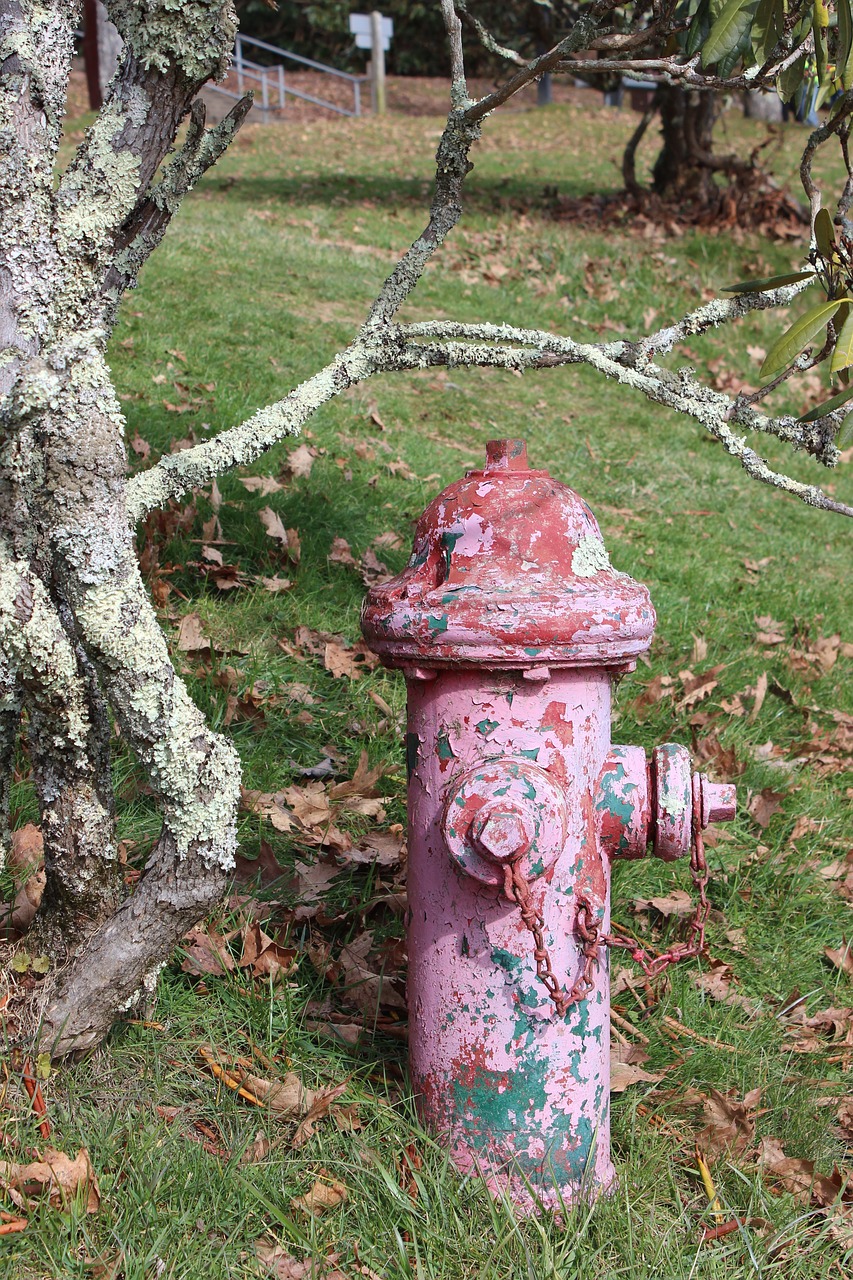 old tree  fire hydrant  outdoor free photo
