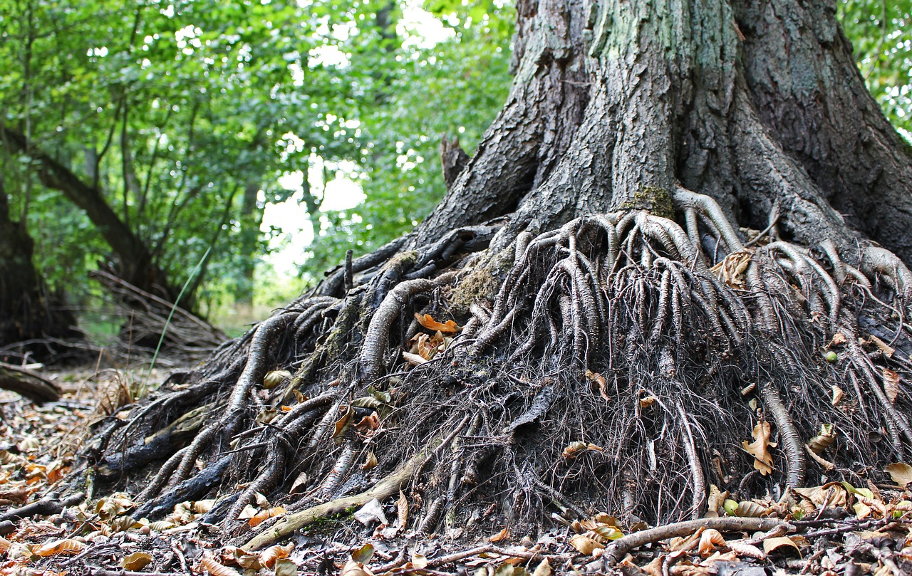 old tree  root  tree roots free photo