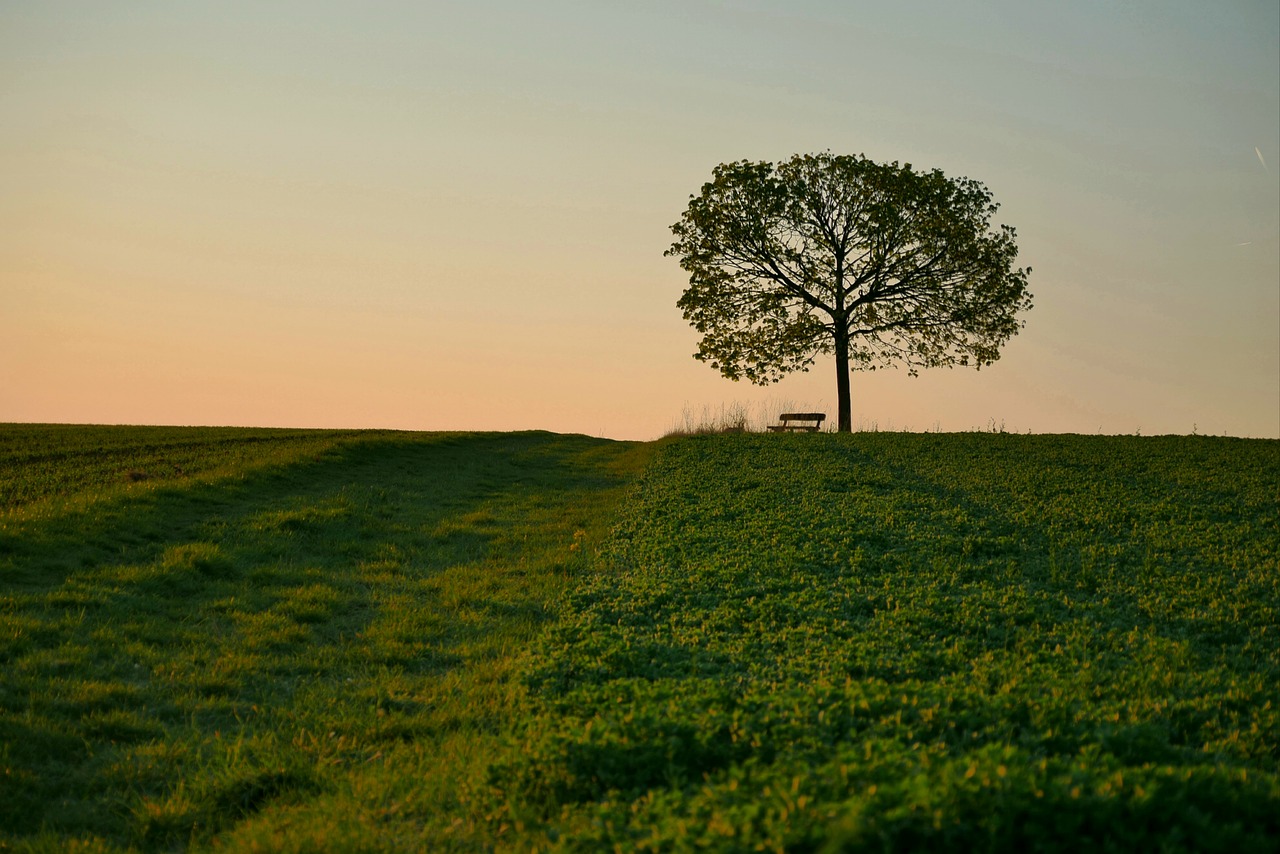 old tree  bavaria  tree free photo