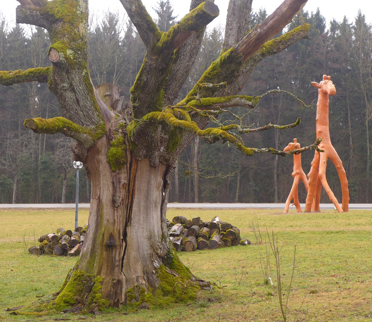 old tree giraffe wood sculpture free photo