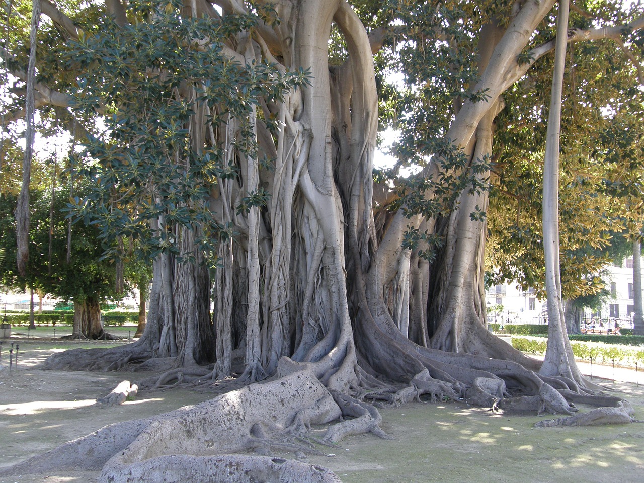 old tree cecilian tree complex free photo