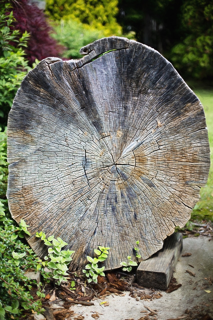 old tree cross section wood free photo