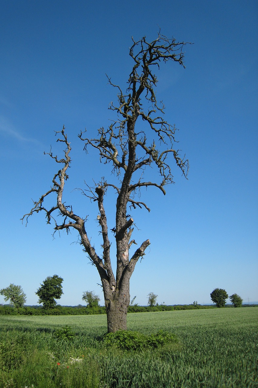old tree blue sky summer day free photo
