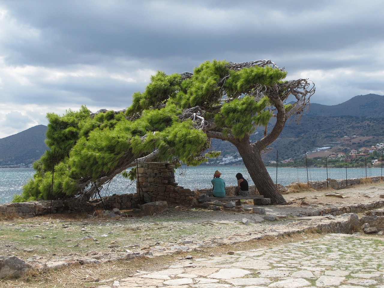 old tree clouds old free photo