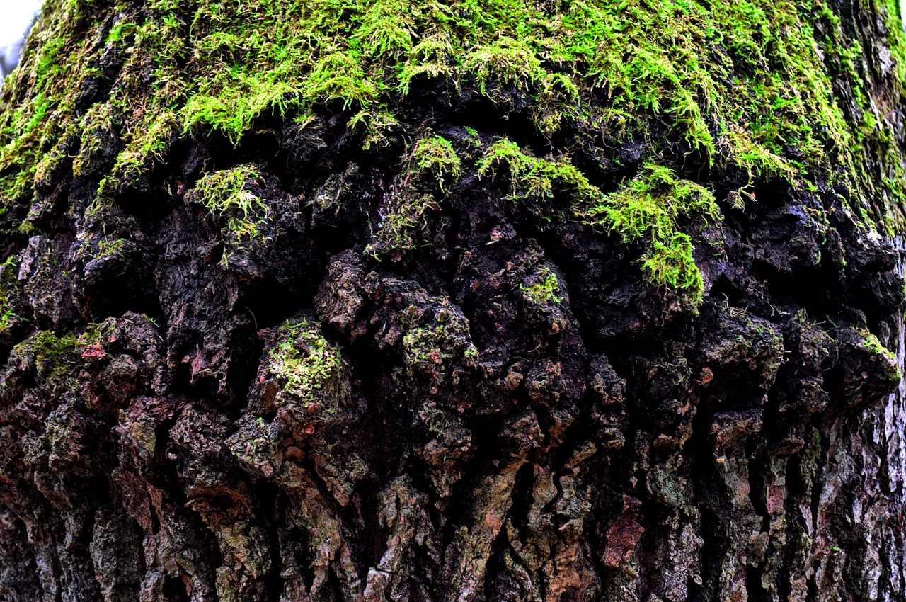 old tree mossy tree trunk nature free photo