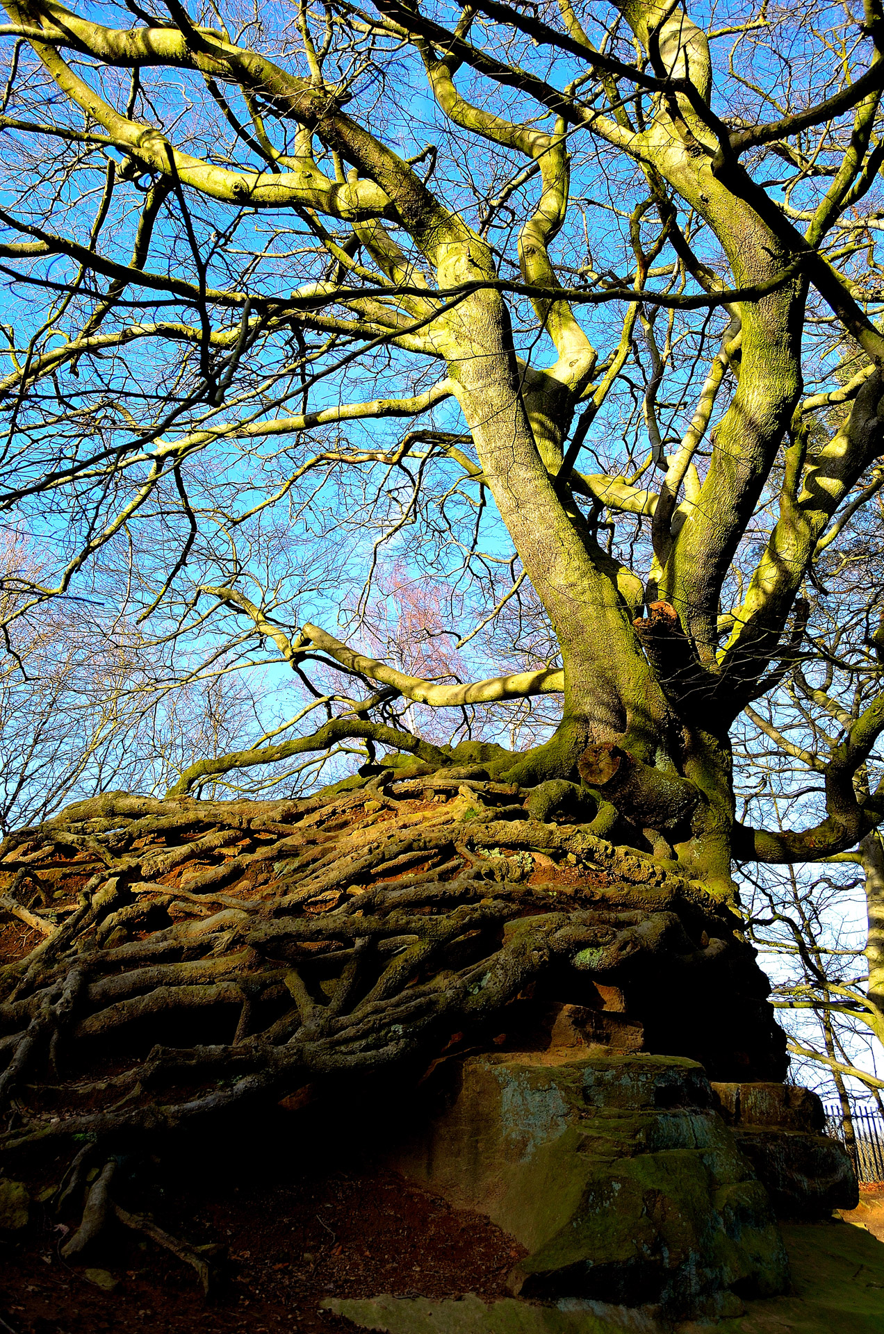 old rock tree free photo