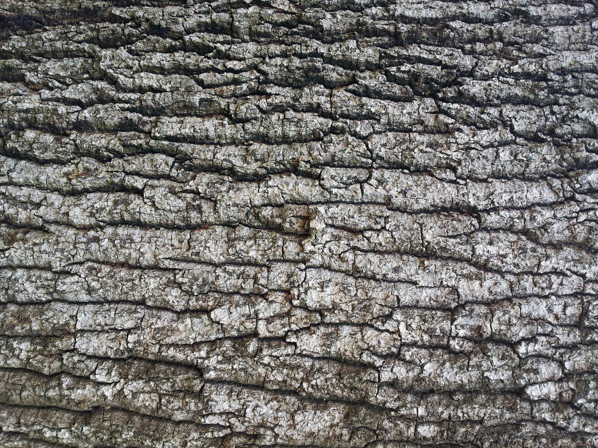 old tree bark wallpaper tropical old tree bark wallpaper free photo