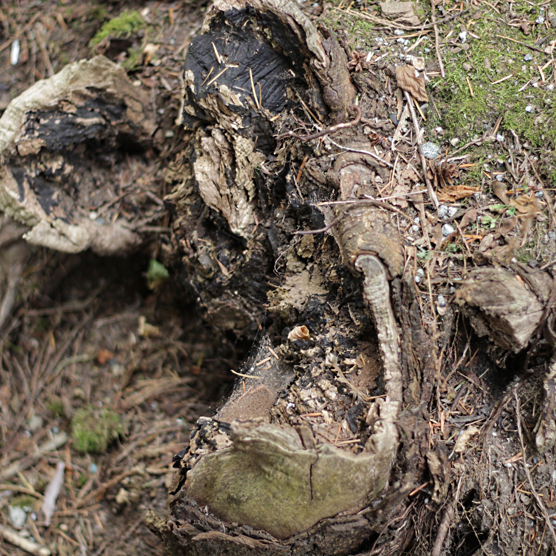 old tree roots free photo