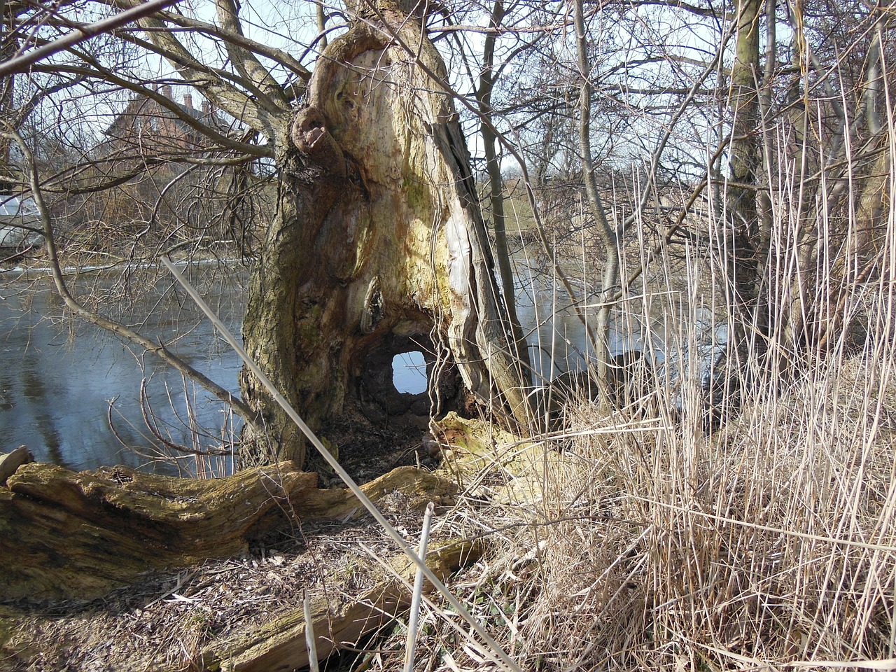 old tree stump hollow tree stump peephole free photo