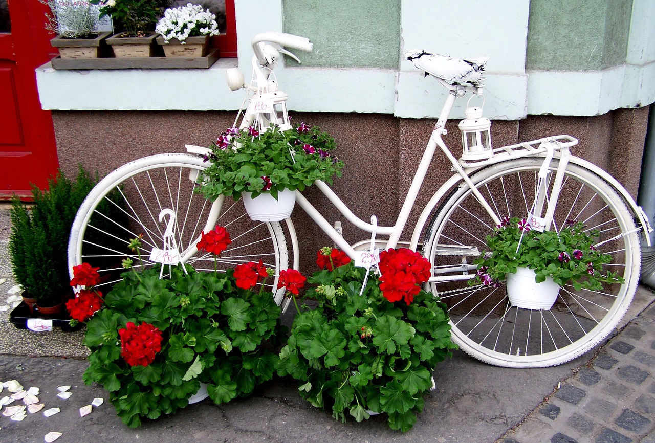 old white bicycle red geranium romanticism free photo
