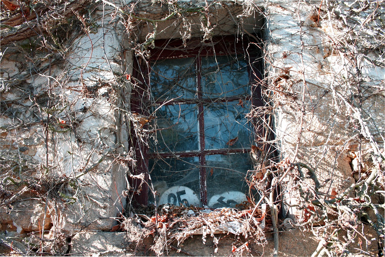 old window clinging plant creeping free photo