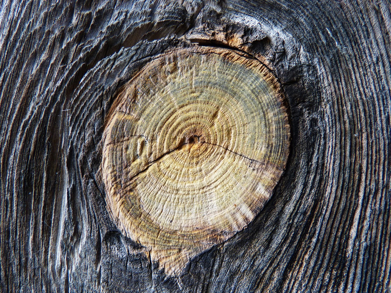 old wood trunk knot free photo