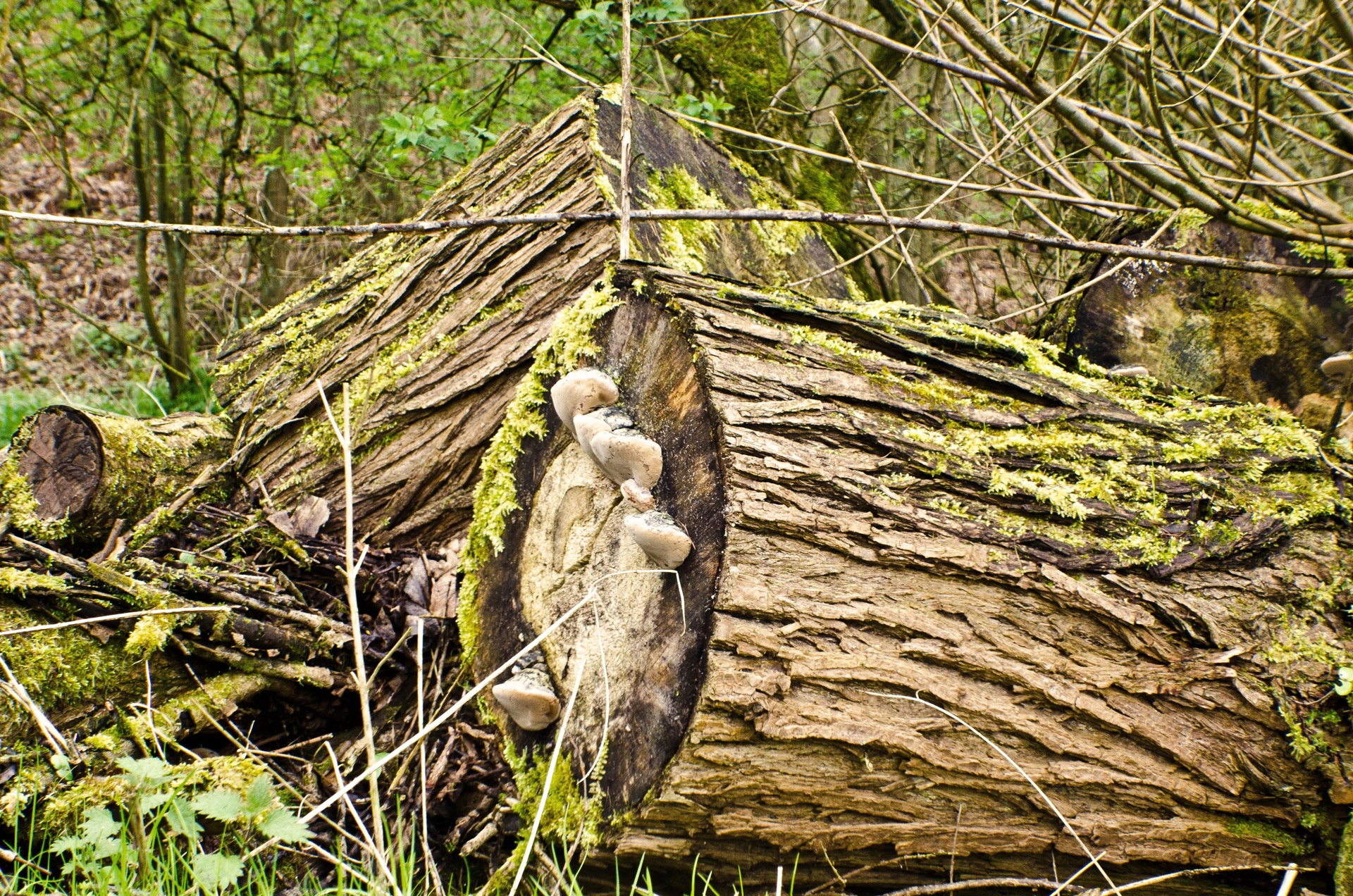 wood old moss free photo