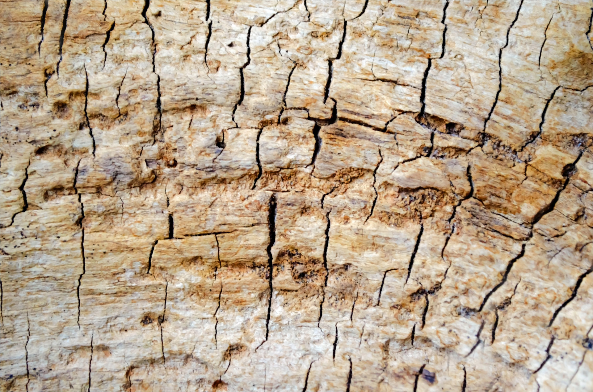 background wood wooden abstract free photo