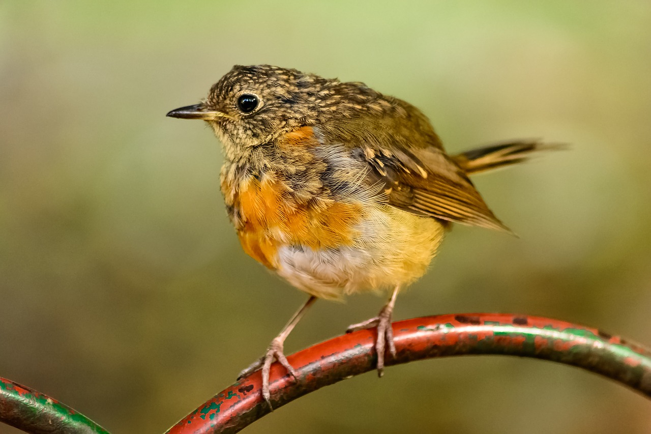 old world flycatcher robin bird free photo