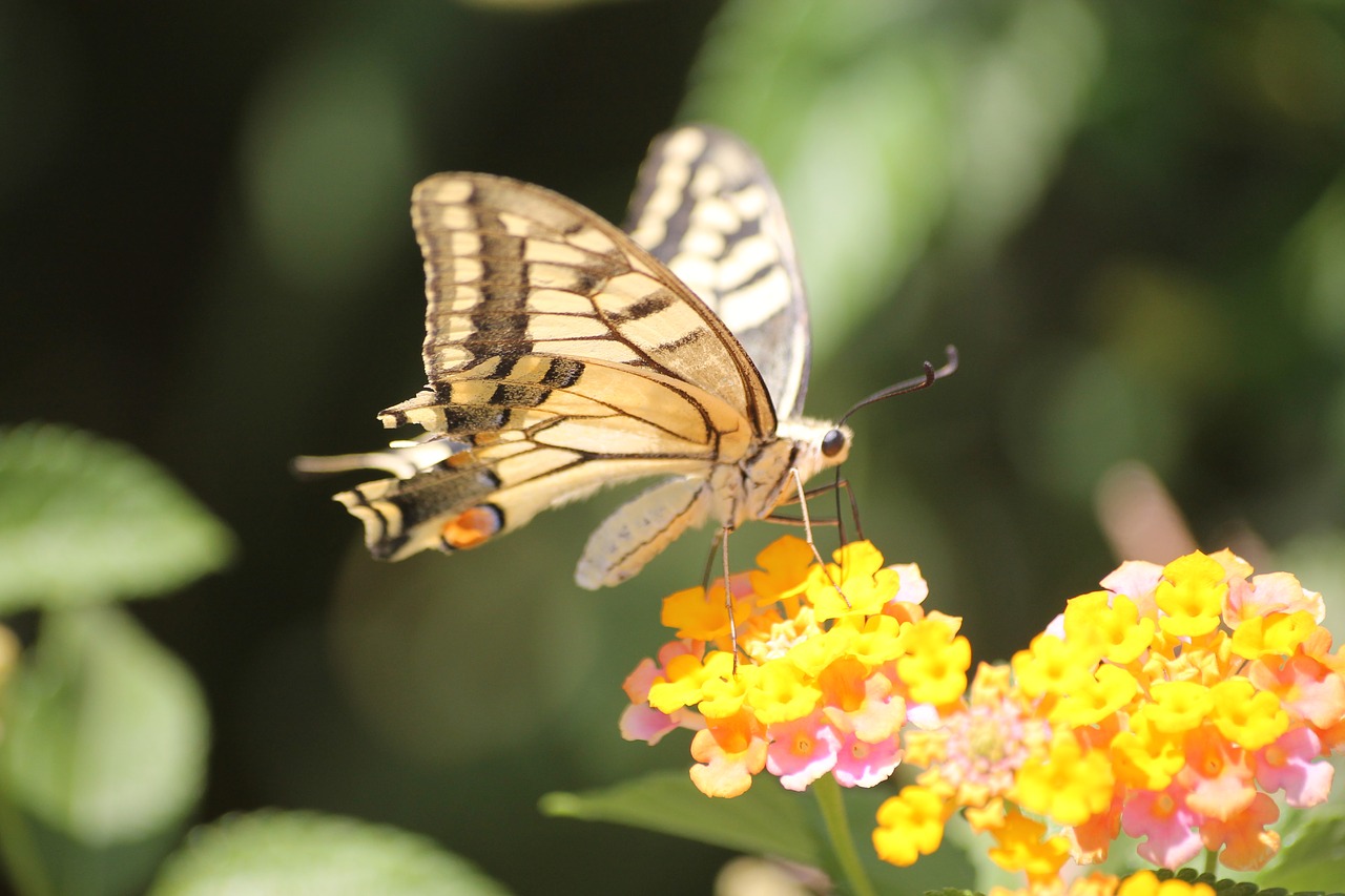old world swallowtail swallowtail butterfly greece free photo