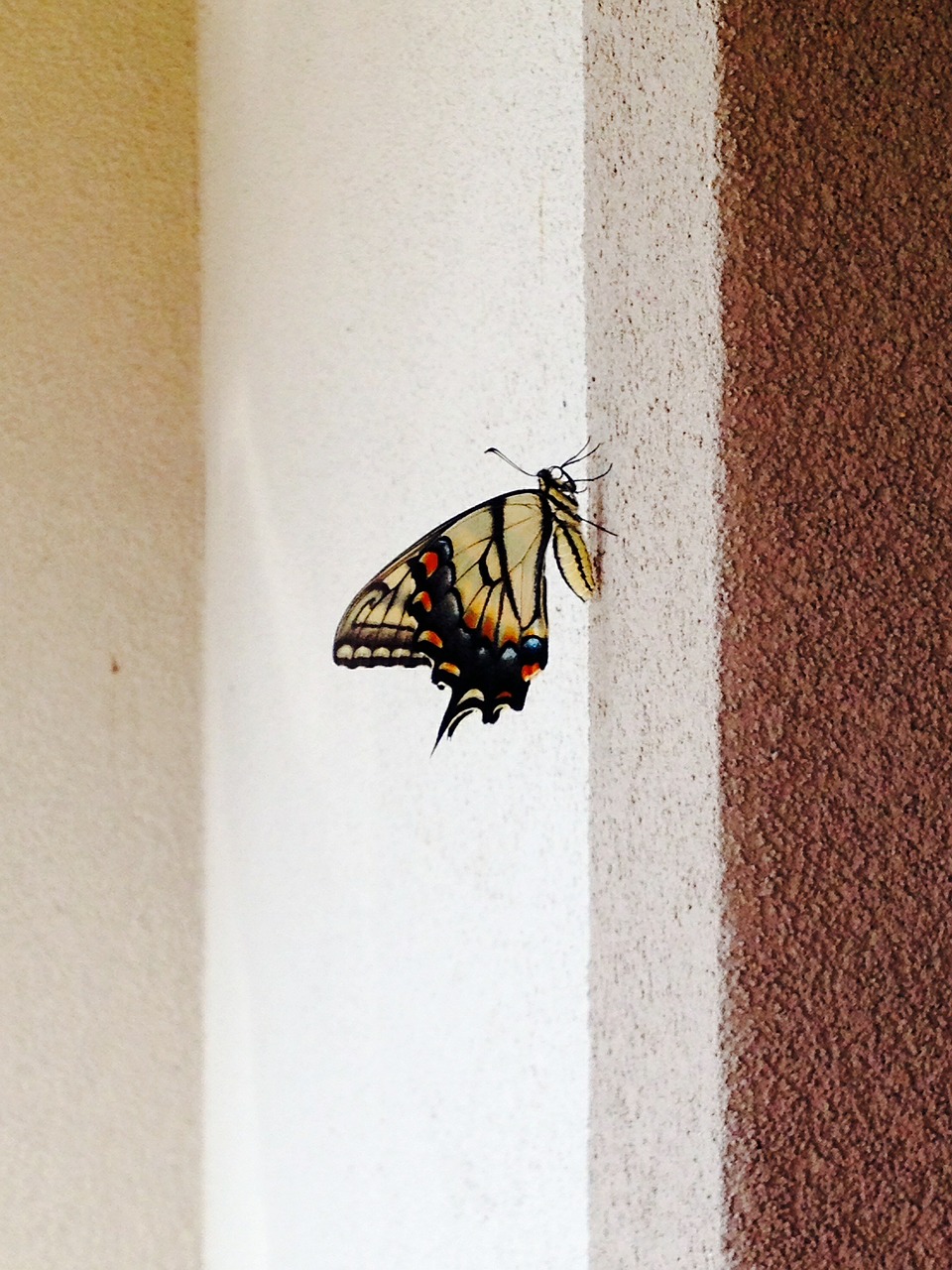 old world swallowtail papilio machaon butterfly free photo