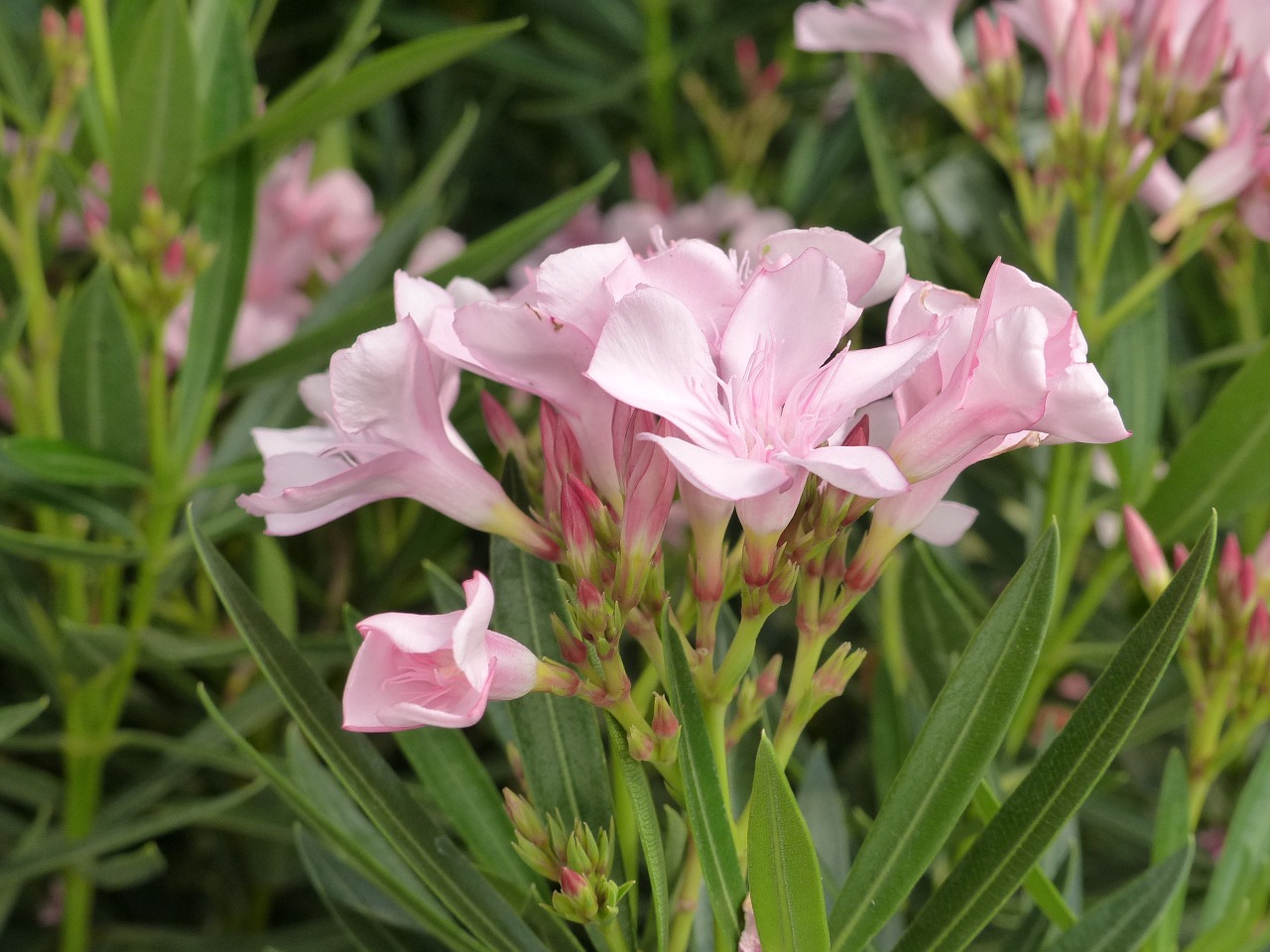 oleander nerium oleander tree free photo