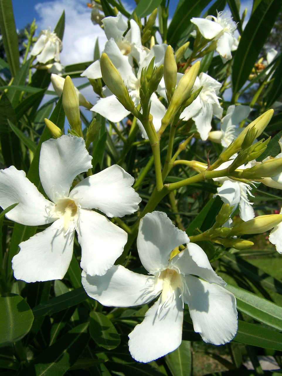 oleander white flower flower free photo