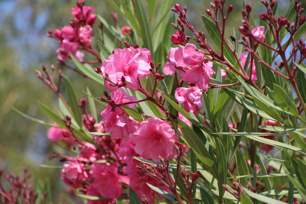 oleander italy summer free photo