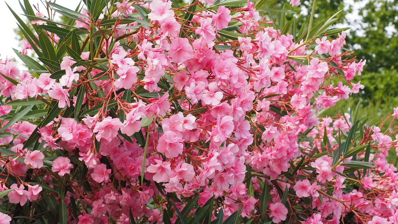 oleander bush nerium oleander free photo