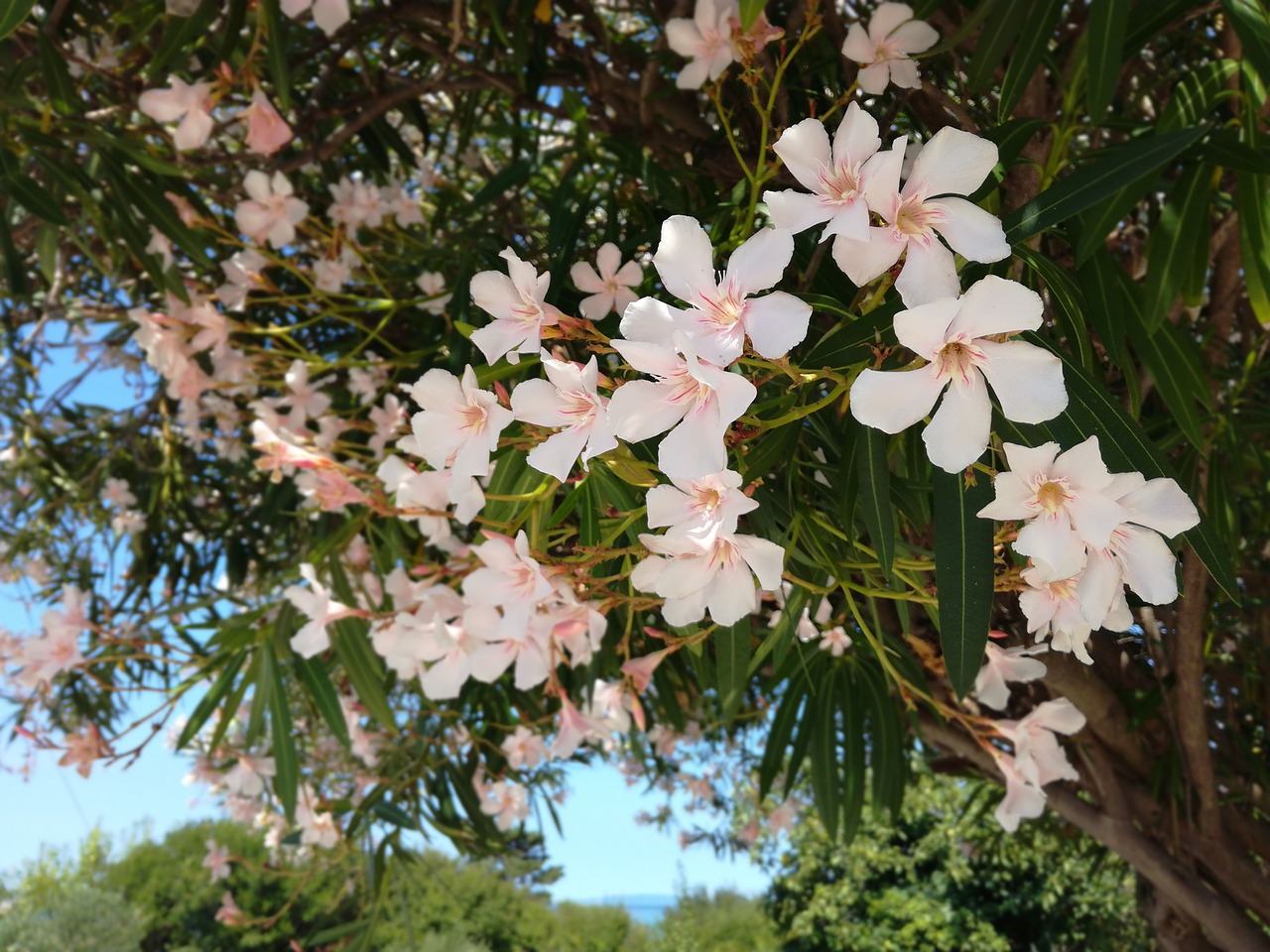 oleander tree flowers free photo