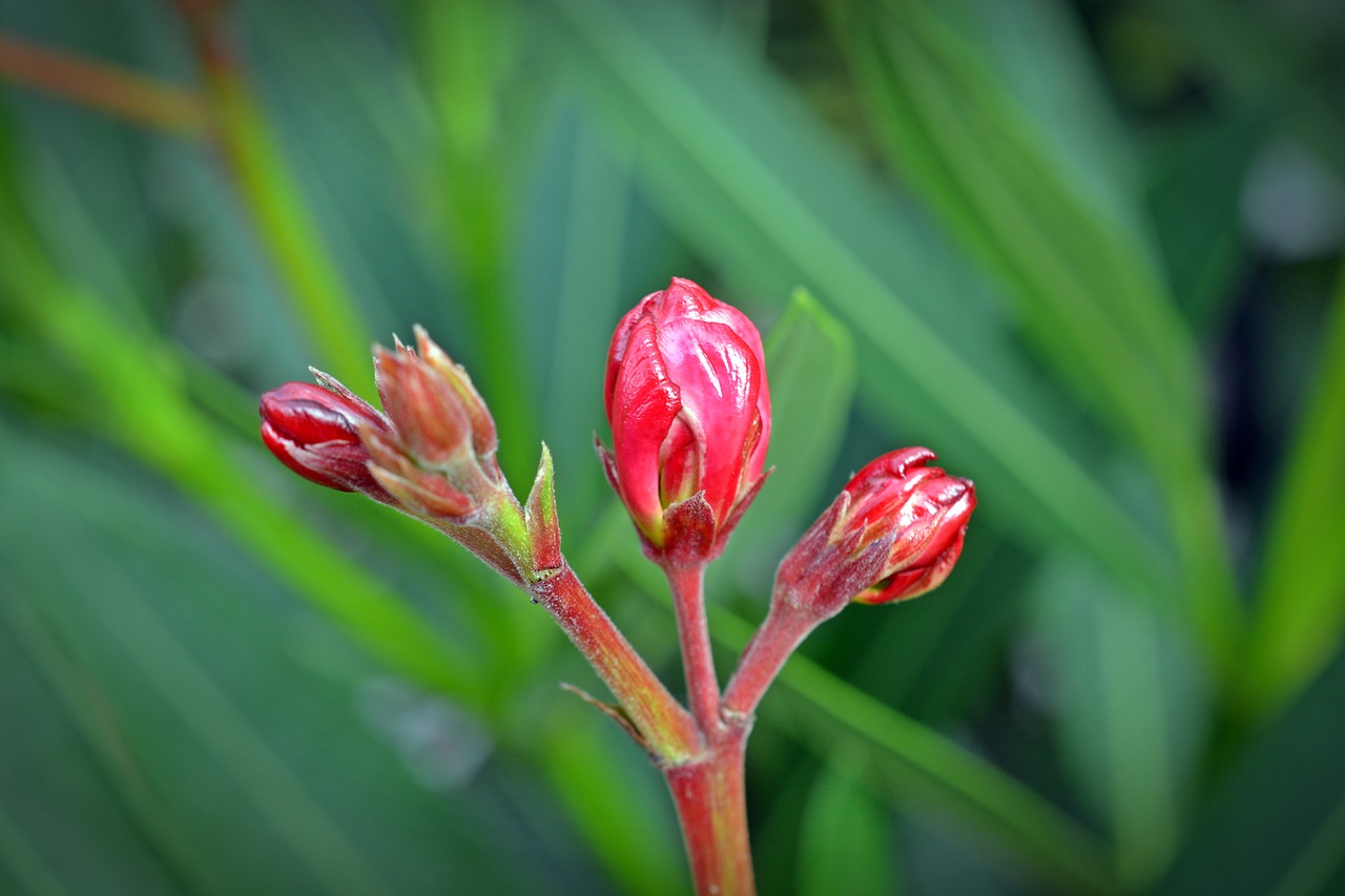 oleander bud flower free photo