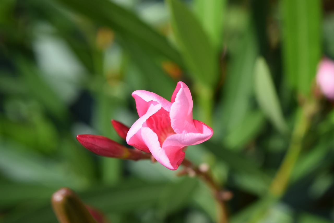 oleander flower blossom free photo