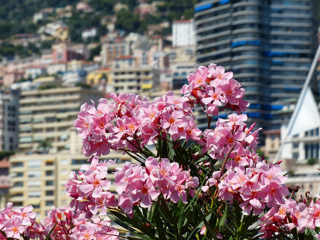 oleander flower flowers free photo
